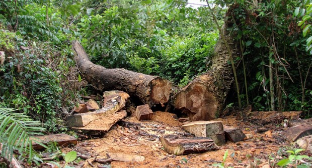 El aguacate y su improbable historia: casi extinto, hoy arriesga el bosque