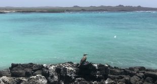 Un piquero patas azules en la costa de Rosa Blanca en la Isla de Cristóbal en Galápagos, Ecuador.