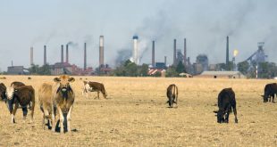 Las industrias y la ganadería generan gases de efecto invernadero que causan el calentamiento global.