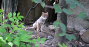 Lobezno nacido en el zoo de Ciudad de México.