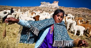 Una joven de Nuñoa, indígenas en parte quechuas de Perú, hila alpaca a mano.