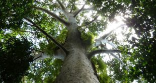 Los bosques juegan un rol fundamental en las políticas de lucha contra el cambio climático