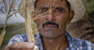 Los agricultores del Corredor Seco de Centroamérica han sufrido efectos devastadores