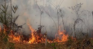 Un incendio en la selva del amazonas en Brasil