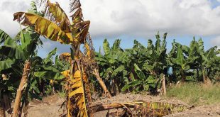 Plantas de banano afectadas por el hongo Fusarium R4T en Filipinas