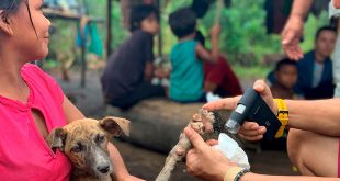 En hasta el 99% de los casos humanos, el virus de la rabia es transmitido por perros domésticos.