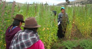 Un grupo de agricultures cultivan quinoa en la región de los Andes, en América Latina.