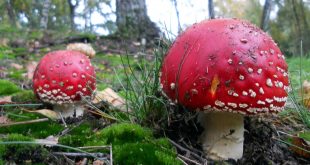 La seguridad alimentaria y medios de susbsistencia de millones de personas dependen de los bosques.