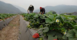 Cultivo de fresas