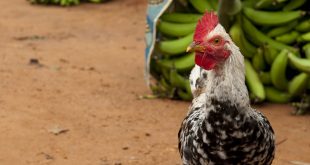 Aves de corral en la aldea de Woukpokpoe en Benin.