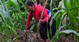 Una mujer indígena cultiva maíz en Sibundoy, Colombia.