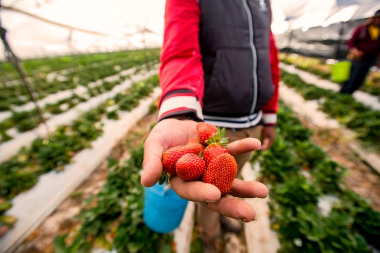 Michoac N L Der Nacional En Producci N De Fresas Ahuizote