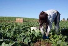 7.83 millones de mujeres mexicanas trabajan en EU, lo que representa 57.4% de toda la fuerza laboral femenina