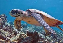 Michoacán, destino donde tres especies de tortuga marina eligen la vida