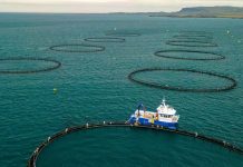 La acuicultura mundial marca récord, con América Latina como gran exportadora