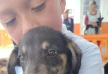 Refugio Canino Ocampo resguarda a más de 200 perros en espera de una familia