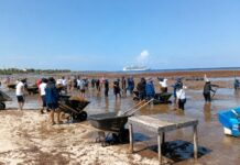La Semar ha logrado recolectar más de 250 toneladas de sargazo en playas de Quintana Roo