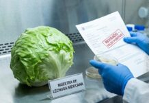 Lechuga mexicana, libre de riesgo; no tienen presencia de cyclospora