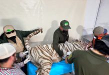 Muere baleado Kenzo, el tigre blanco que escapó en el Edomex