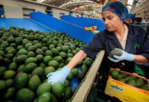 Mayor seguridad para inspectores y empacadores de aguacate ante amenazas: Sheinbaum