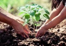 Presentan la Jornada Nacional de Reforestación 2026