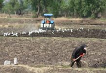 Sector agroalimentario registró un crecimiento anual de 2.1% en el segundo trimestre de 2026