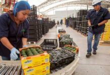 Exportaciones de aguacate caen 25% en primera mitad de 2026