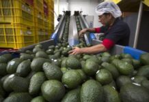 Michoacán cosechó un millón 460 mil toneladas de aguacate en la temporada 2025-2026