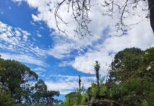 En Michoacán, más de 212 mil hectáreas protegidas; hay nueva área de conservación en Tancítaro