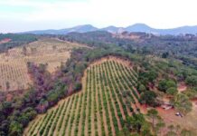 Semarnat prohíbe exportación de aguacate si fue cultivado en huertas deforestadas