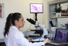 Con 119 cuerpos académicos vigentes, UMSNH consolida su capacidad de investigación