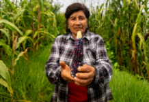Sembrando Vida: Claudia Sheinbaum señala que se busca plantar mil 500 millones de árboles entre 2024 y 2030
